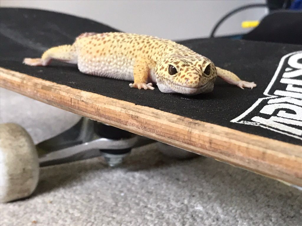 Services and Pricing for Pet pop in visits for cats, reptiles, small animals and dogs during the day