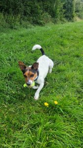 Dog Walker Service and Pricing: providing personal attention, exercise and mental stimulation