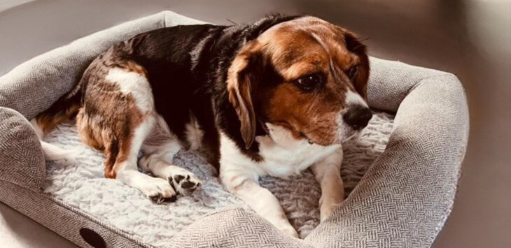 Elderly beagalier resting