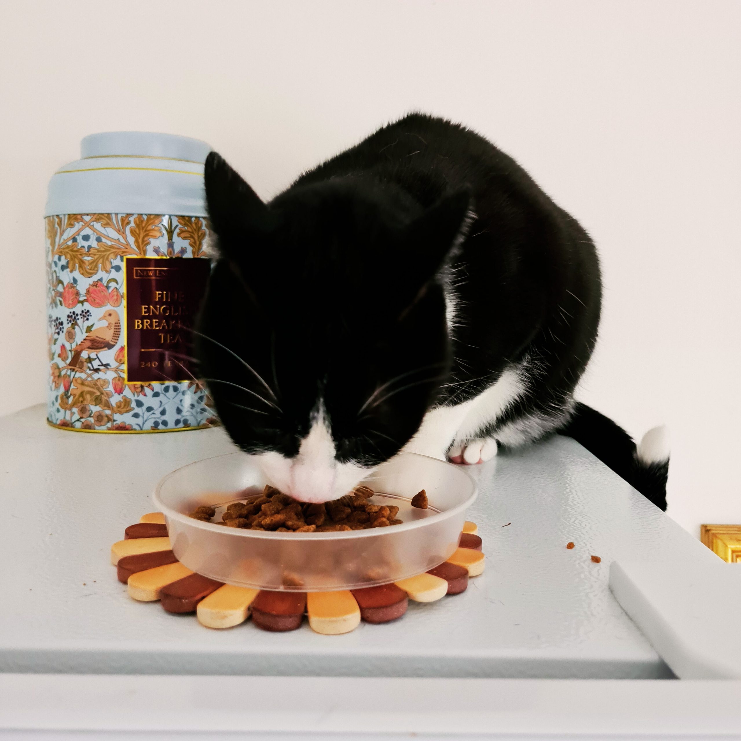 Pop in visits to feed the cat