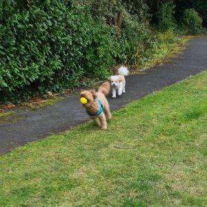 Dogs playing happily in park