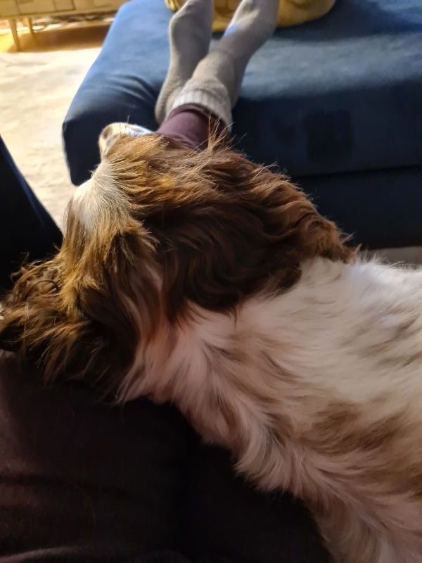 fireworks-dog-anxiety-tips