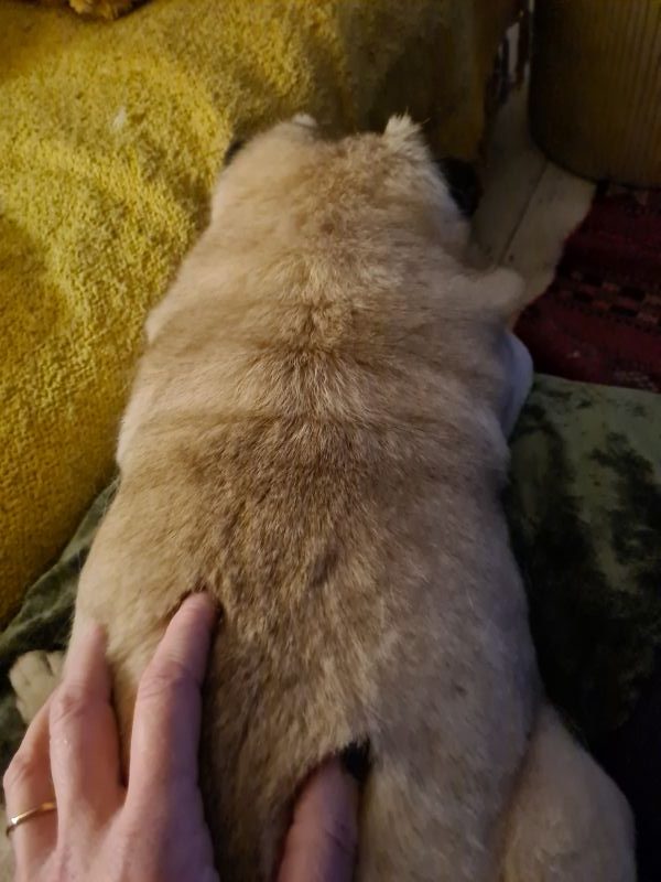 calm-dog-bonfire-night