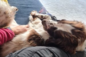 Winter dog walking tips -and indoor pop in visits