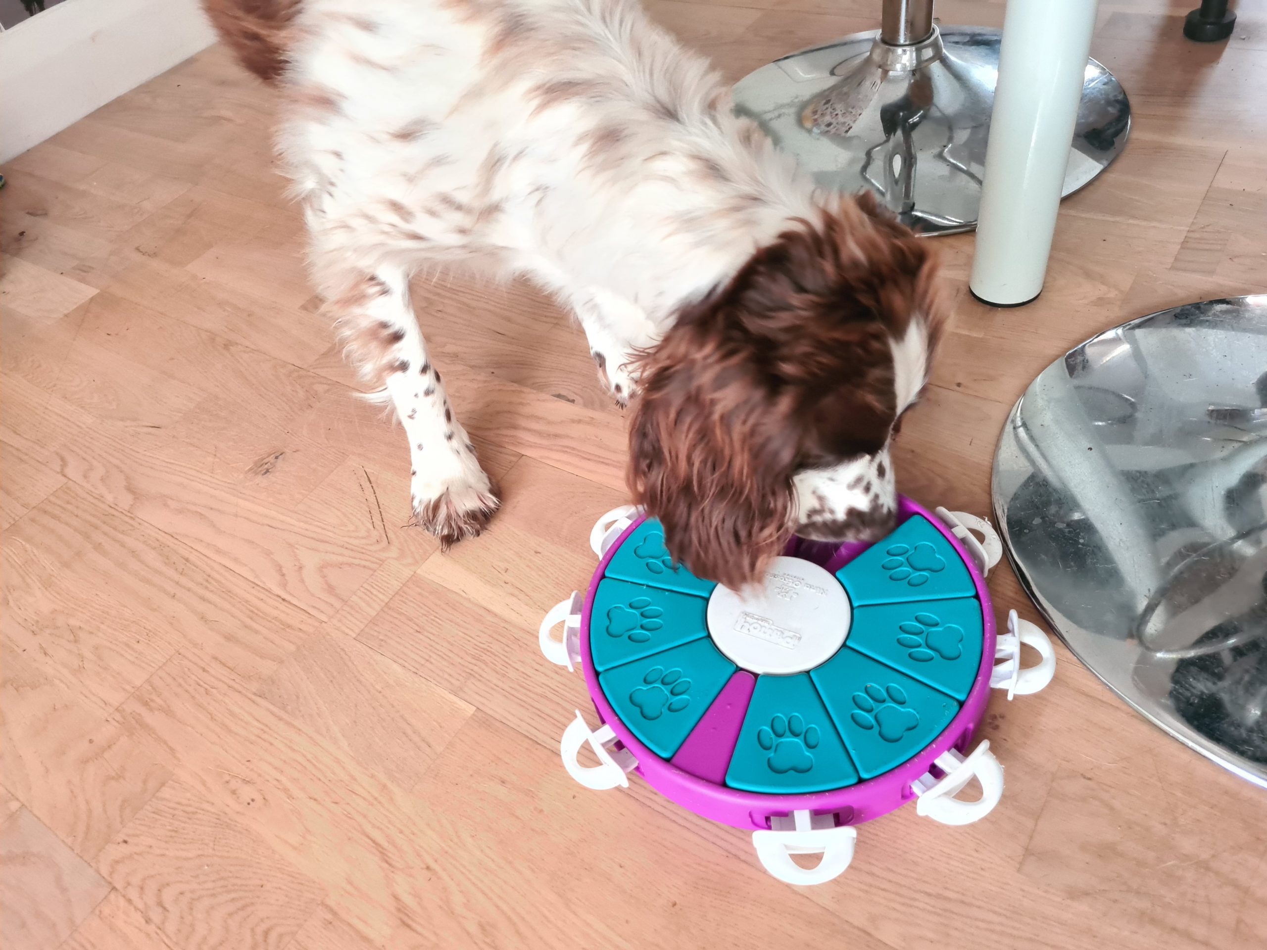 Winter dog walking tips warm up