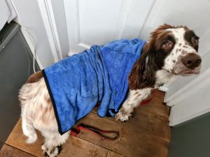 Winter dog walking tips, drying your dog