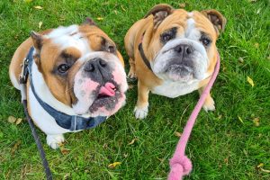2 bulldogs on a walk from the same household with a Neston Dog Walker
