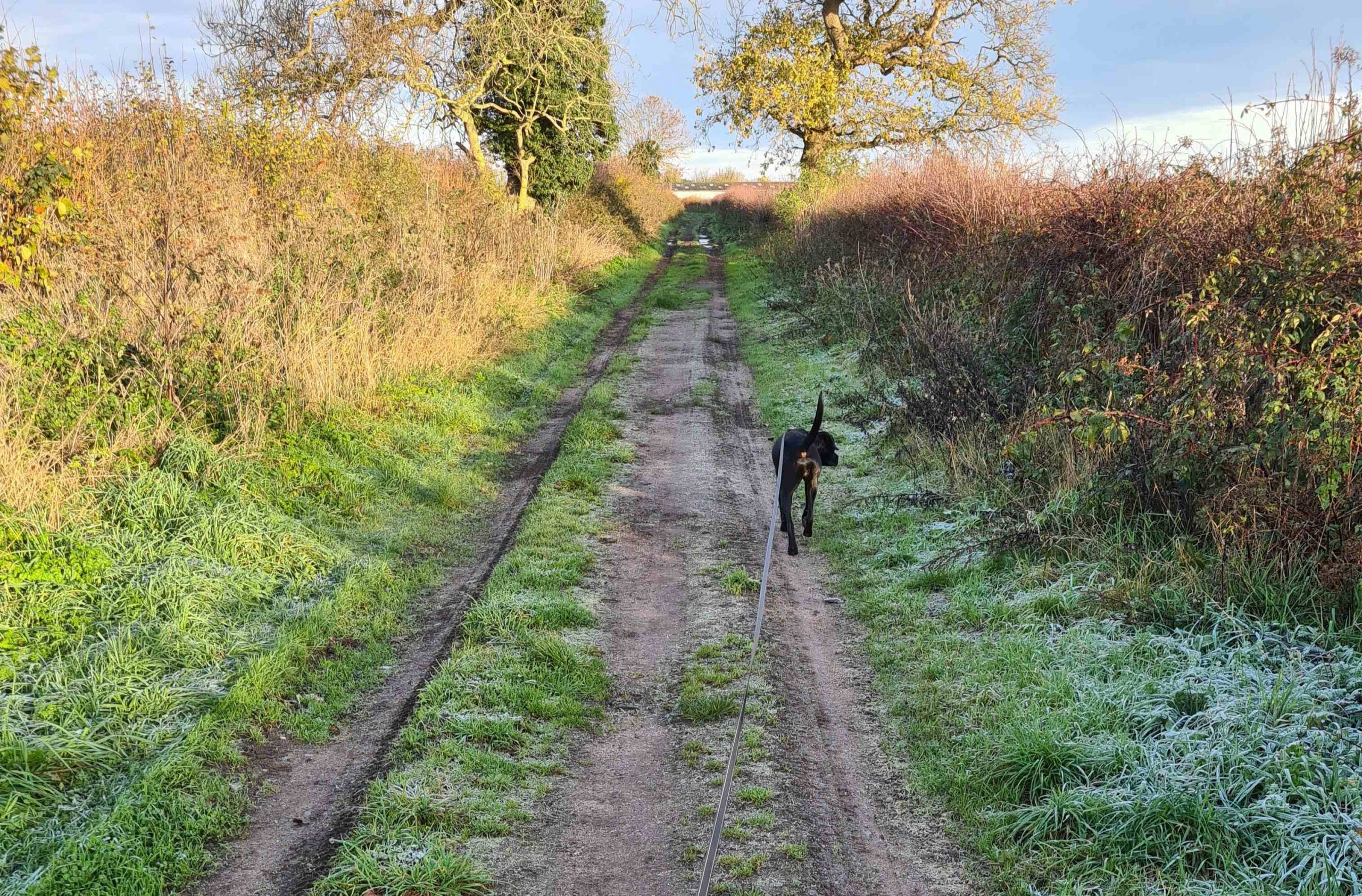 Dog walk in frosty weather