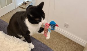 Cat playing with a toy