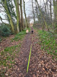 Small group walk in the woods Neston